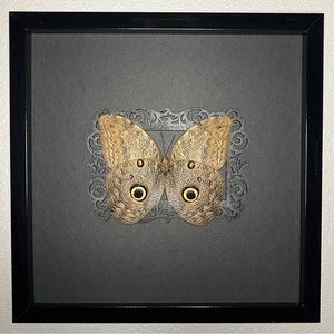 REAL Preserved Giant Owl Butterfly Display Frame